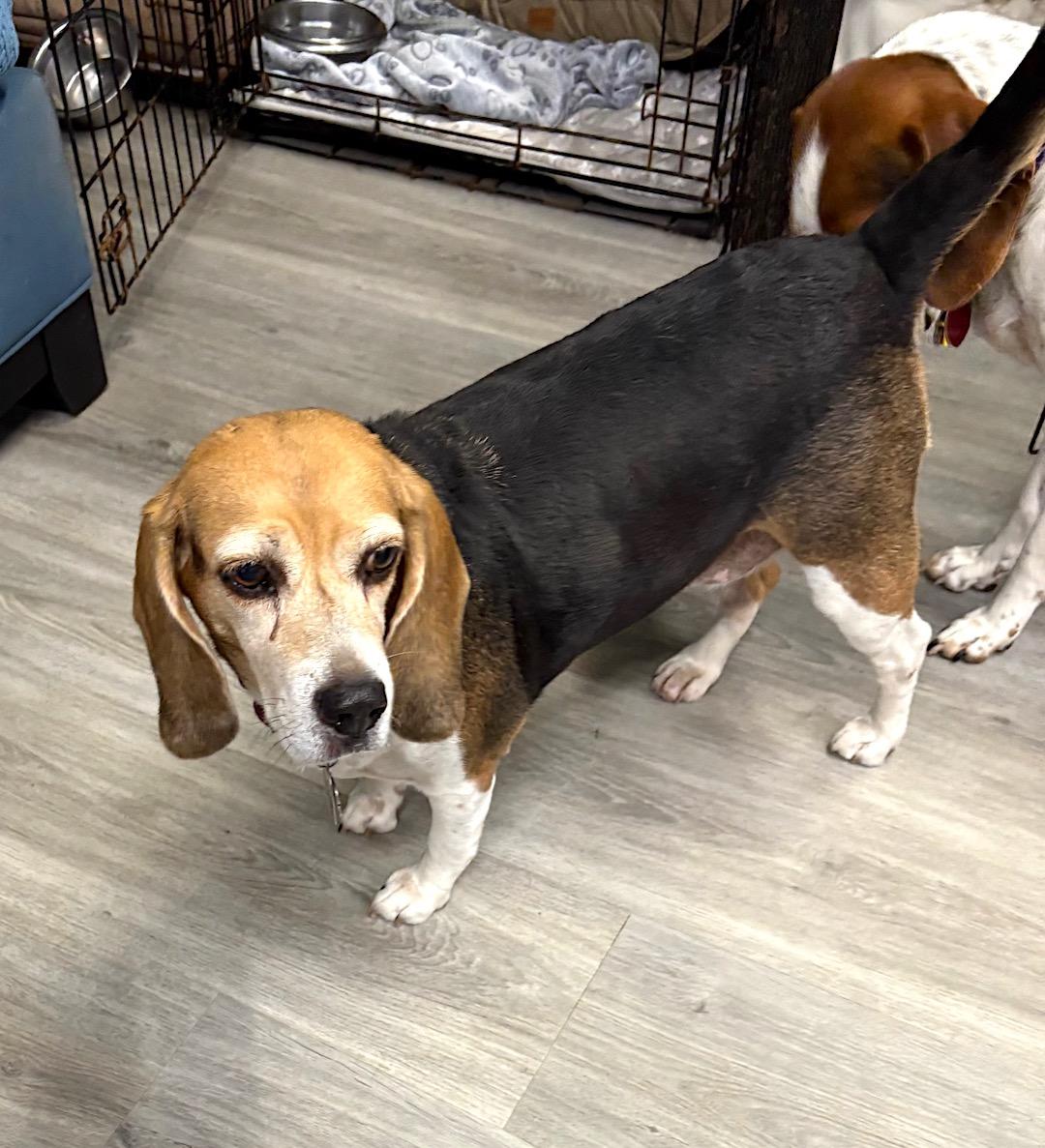 Sophia, a Adoptable Beagle in Tomball, TX image 5/6