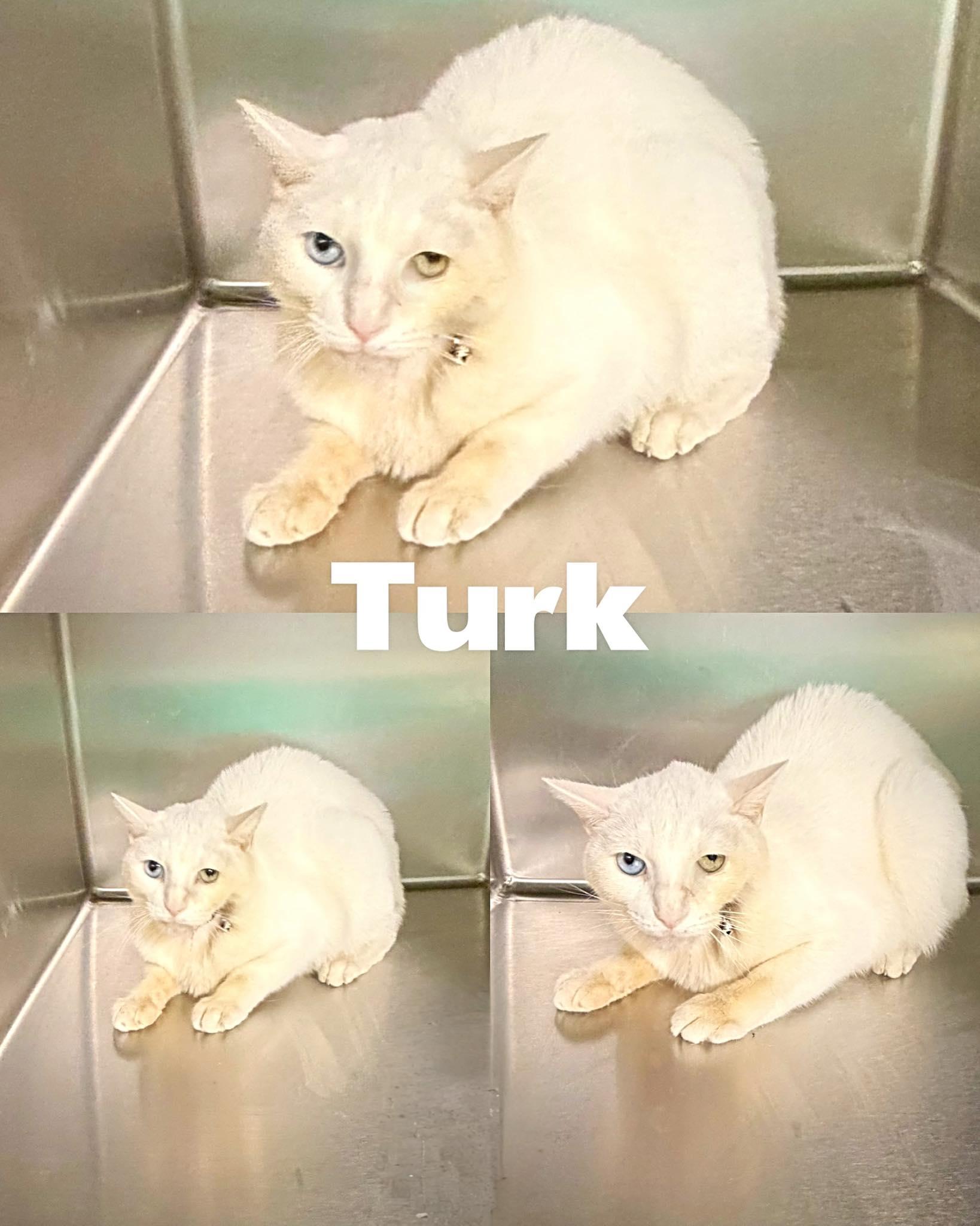 Enlarge Turk, an adopted mixed breed in Saint James, MO image 1/1