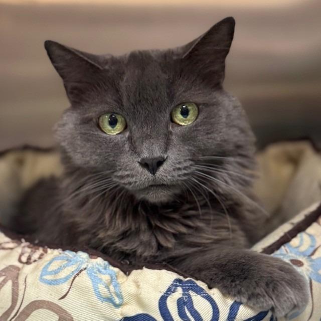 Enlarge Malina, a Adoptable Domestic Medium Hair in Bullhead City, AZ image 1/2