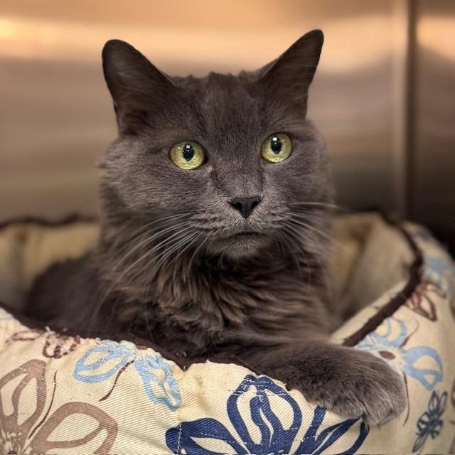 Enlarge Malina, a Adoptable Domestic Medium Hair in Bullhead City, AZ image 2/2