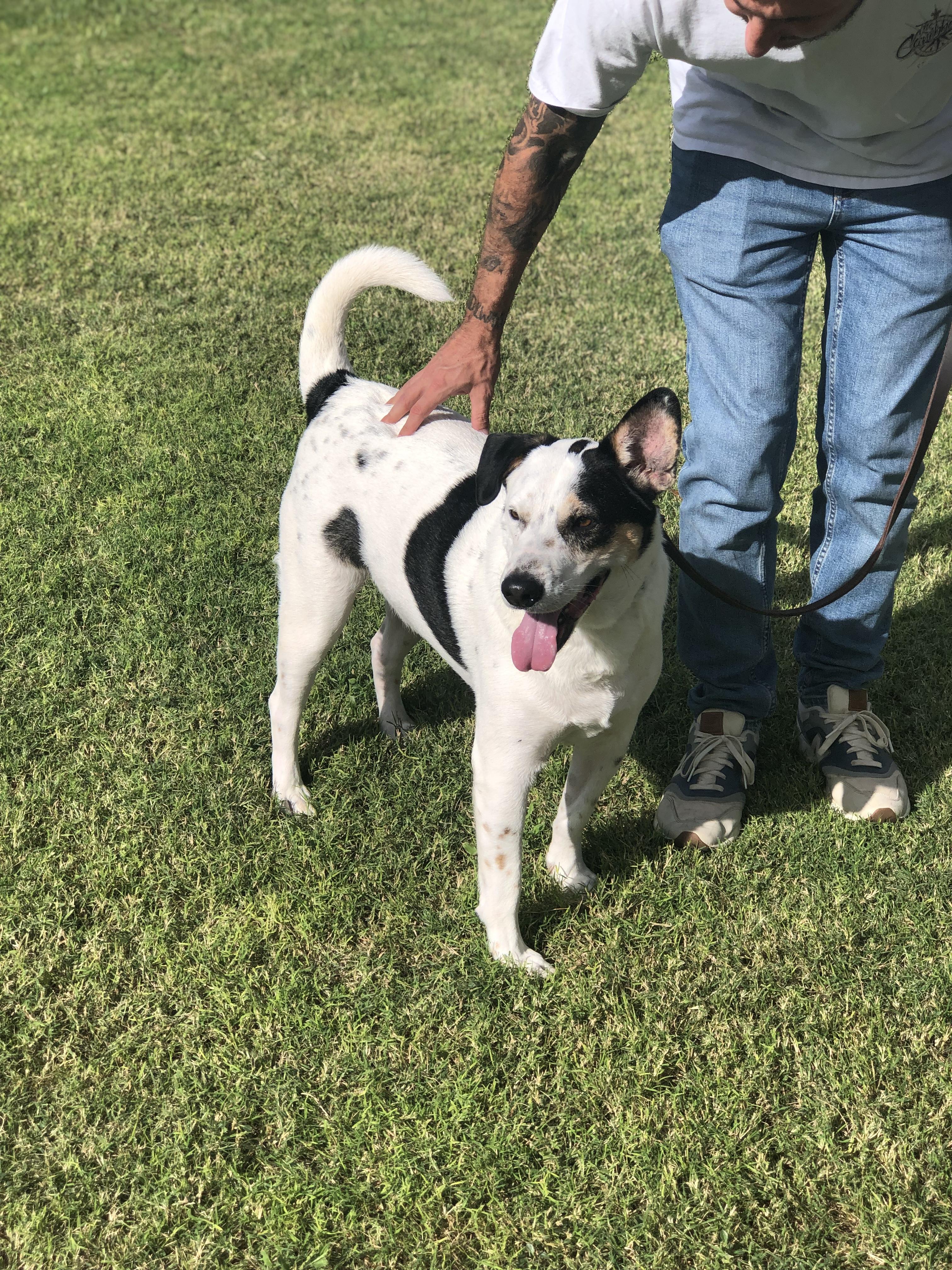 Sparky, Adoptable, Young Male Labrador Retriever & Border Collie.