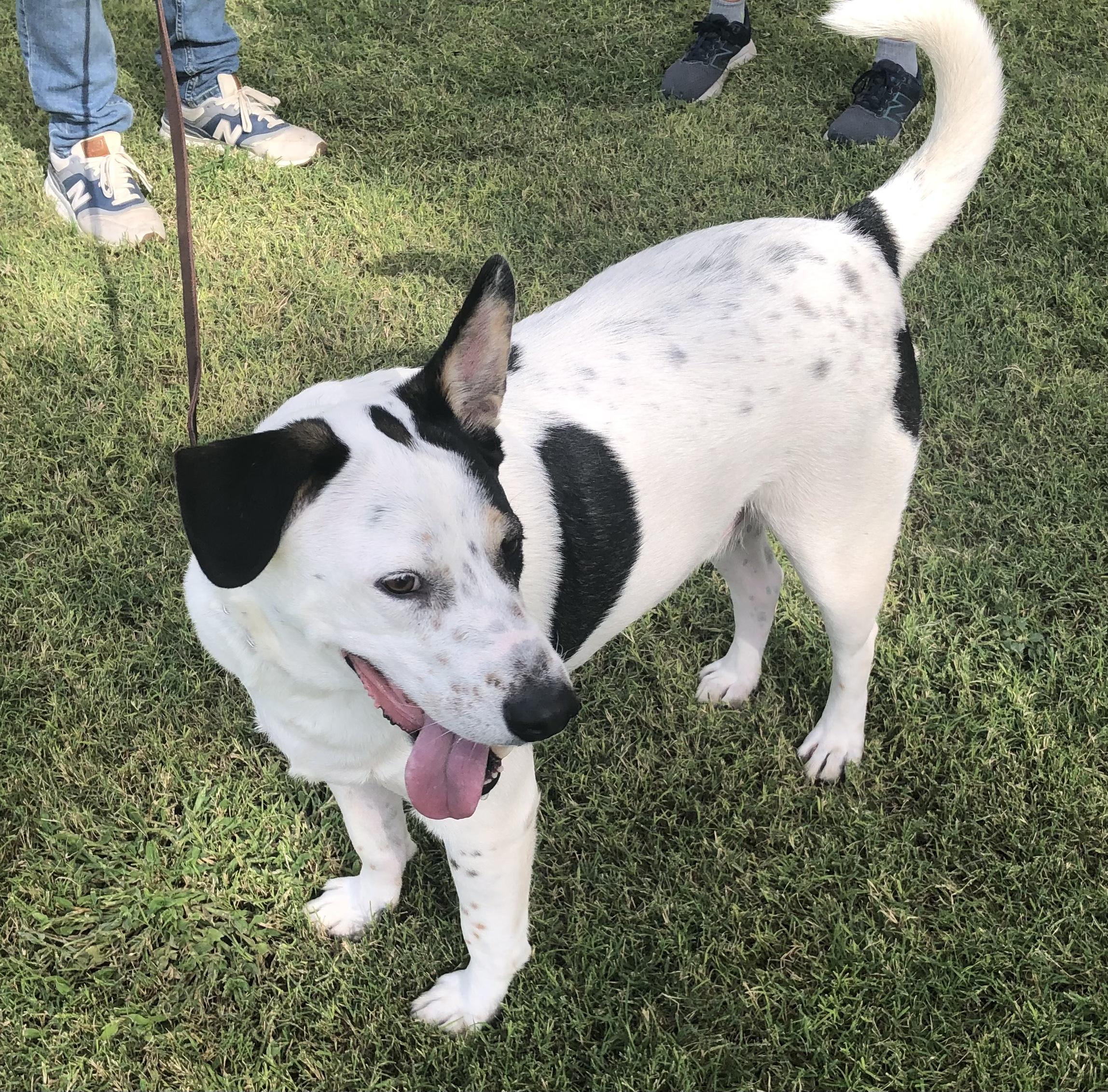 Sparky, a Adoptable mixed breed in Scottsdale, AZ image 2/5
