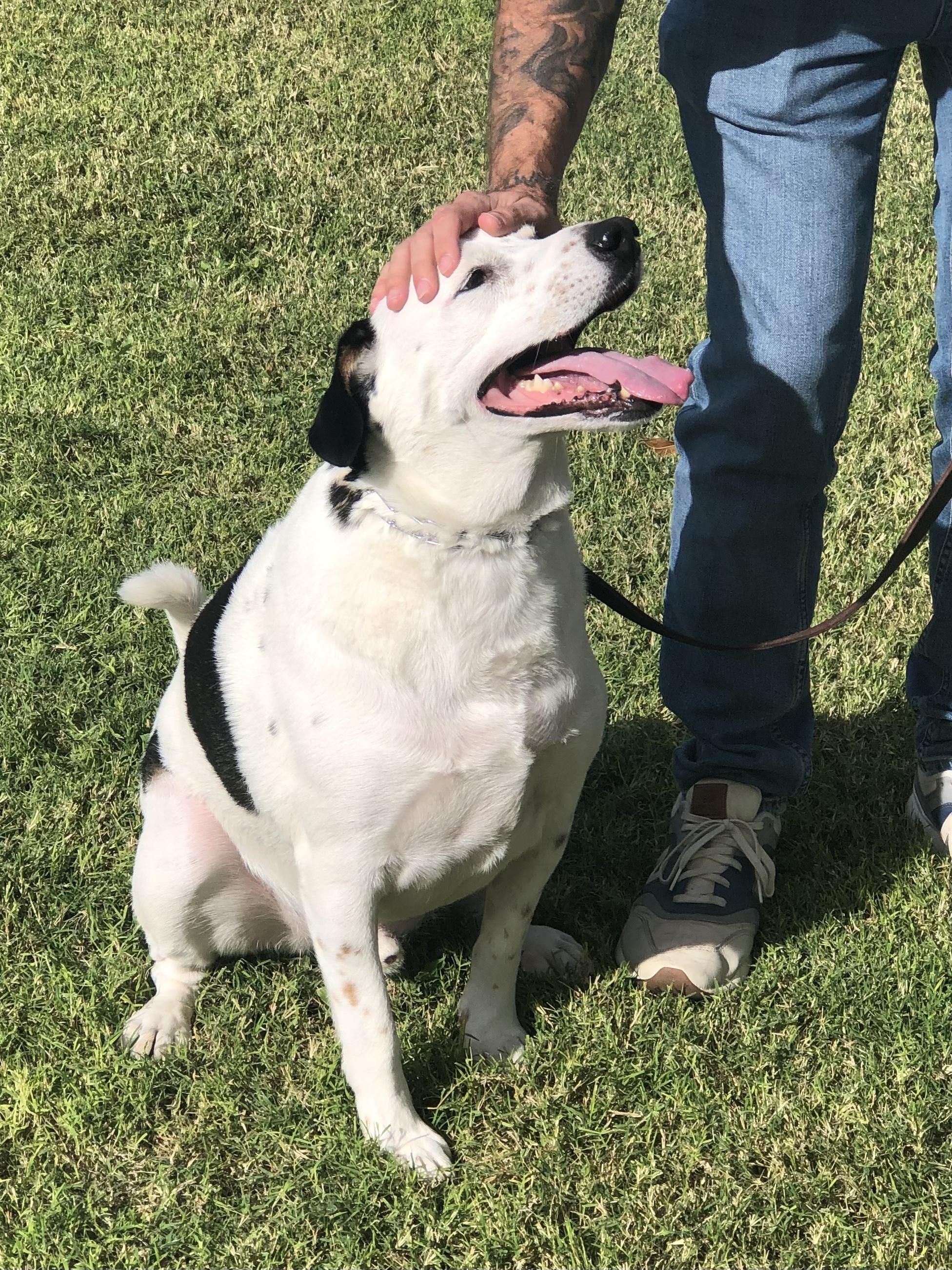 Sparky, a Adoptable mixed breed in Scottsdale, AZ image 3/5