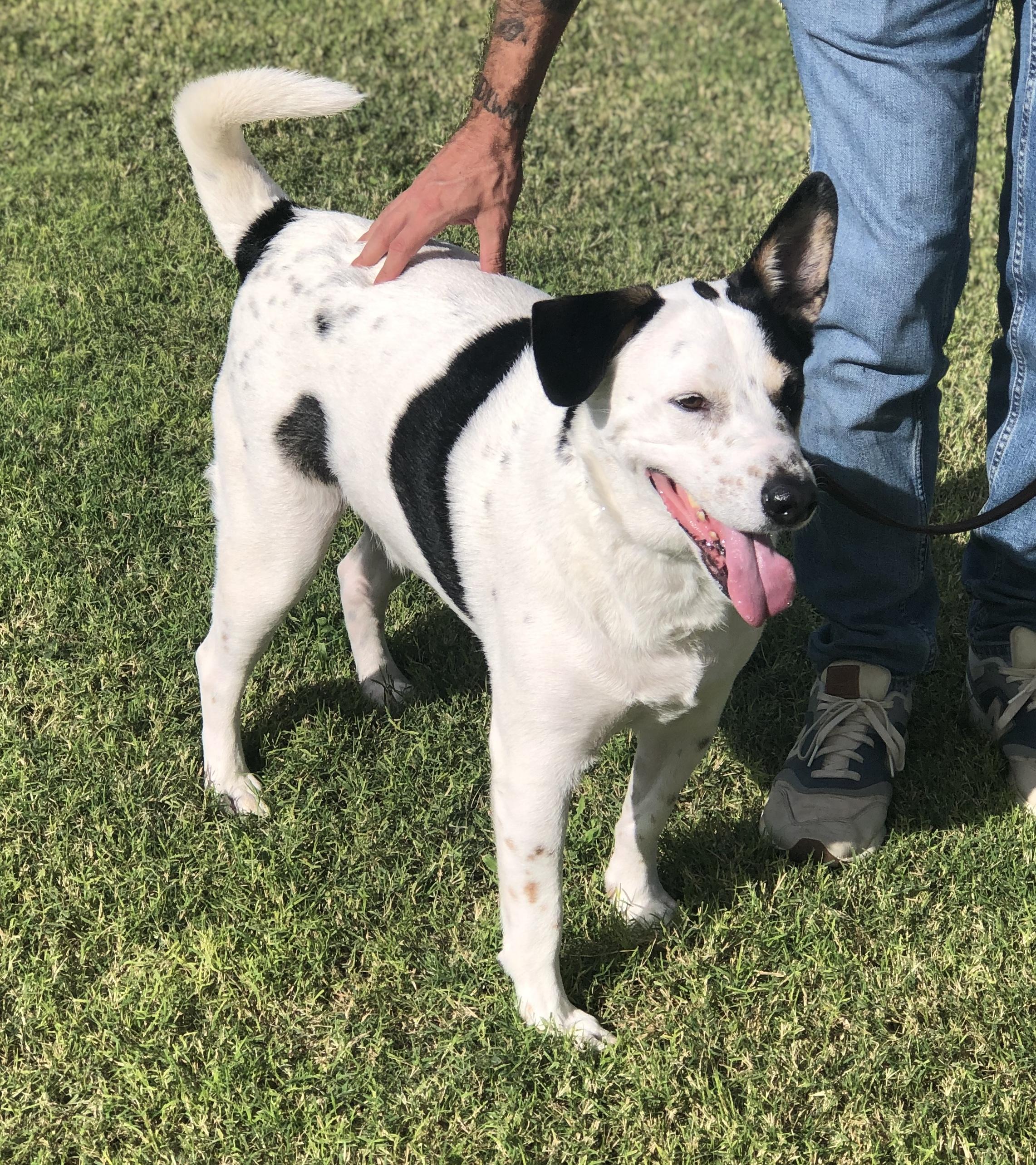 Sparky, a Adoptable mixed breed in Scottsdale, AZ image 4/5