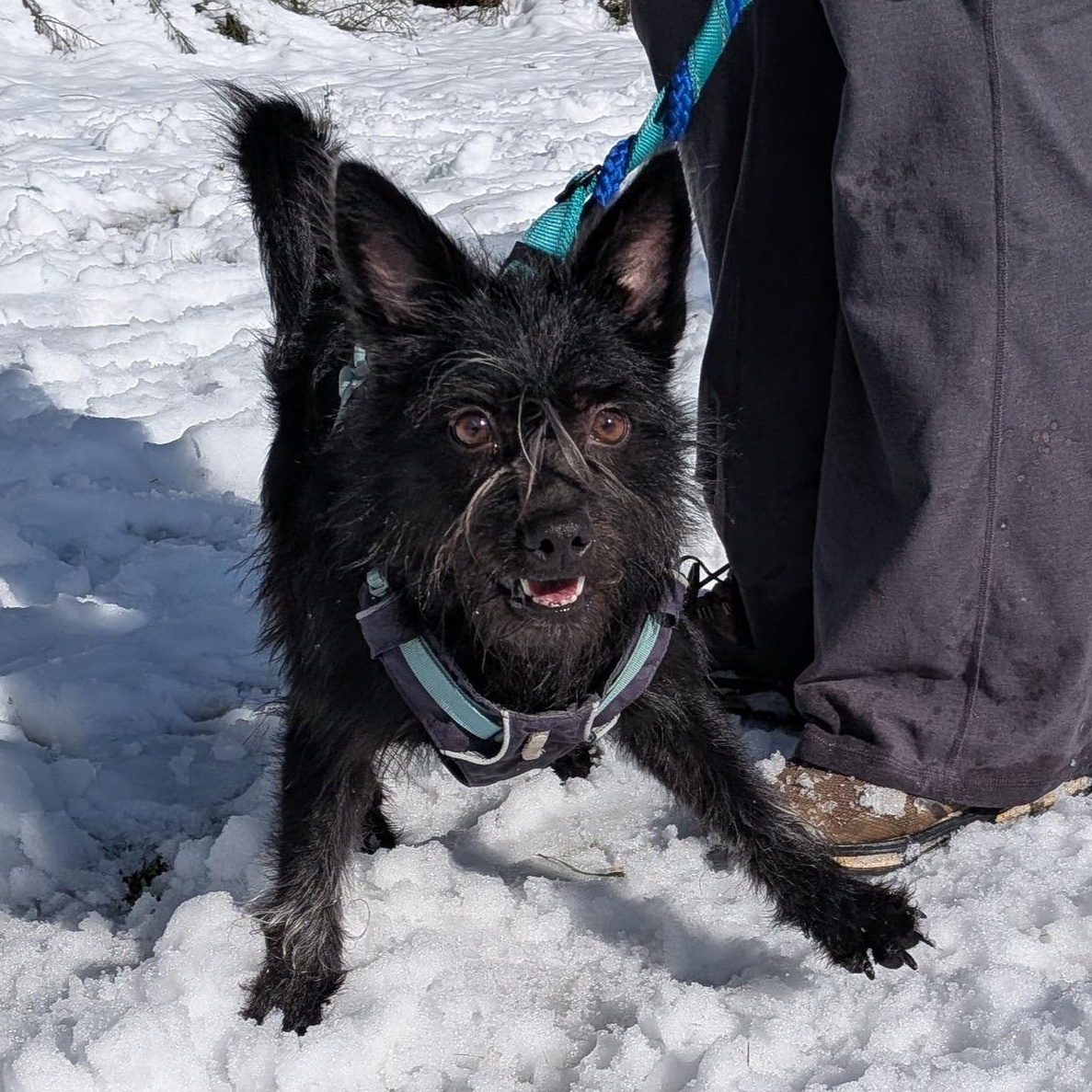 Enlarge Jenzie, a Adoptable mixed breed in Covington, WA image 3/6
