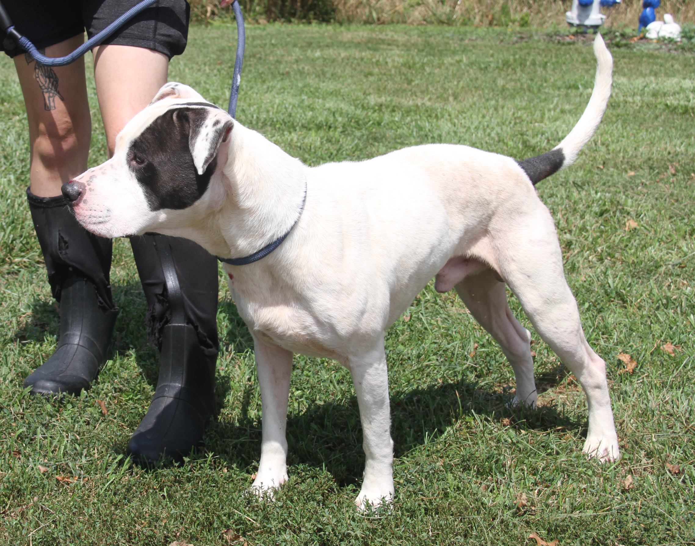 Enlarge Kenny (Neutered), a Adoptable mixed breed in Marietta, OH image 6/6
