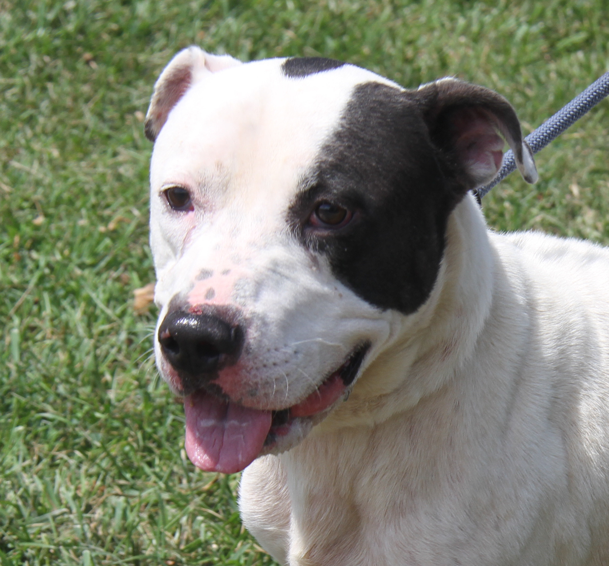 Enlarge Kenny (Neutered), a Adoptable mixed breed in Marietta, OH image 4/6