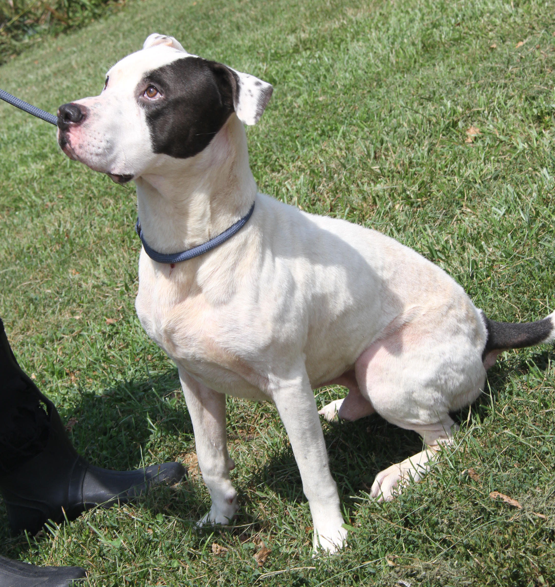 Enlarge Kenny (Neutered), a Adoptable mixed breed in Marietta, OH image 1/6