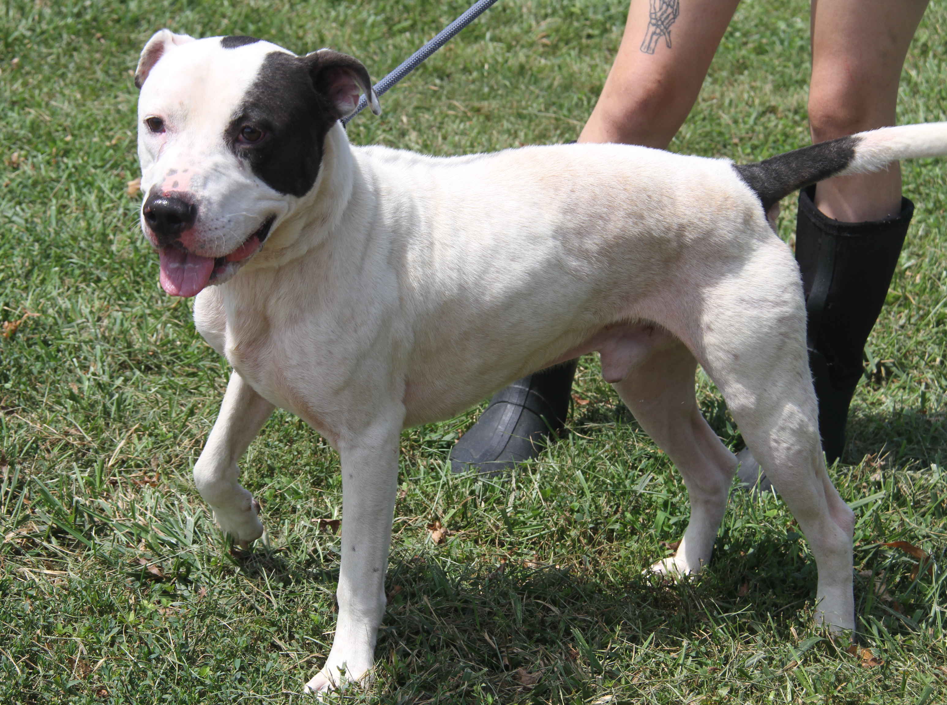 Enlarge Kenny (Neutered), a Adoptable mixed breed in Marietta, OH image 2/6