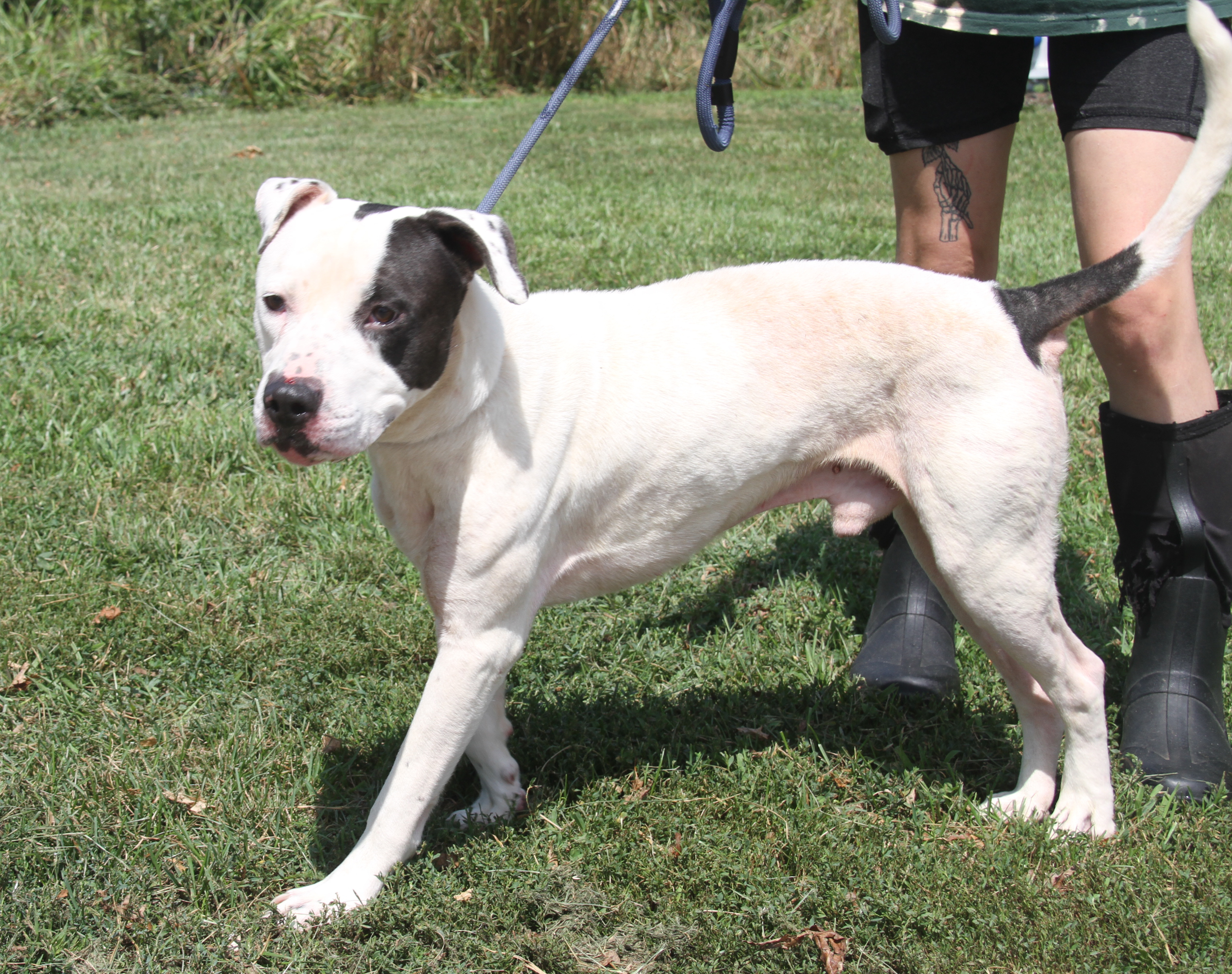 Enlarge Kenny (Neutered), a Adoptable mixed breed in Marietta, OH image 5/6