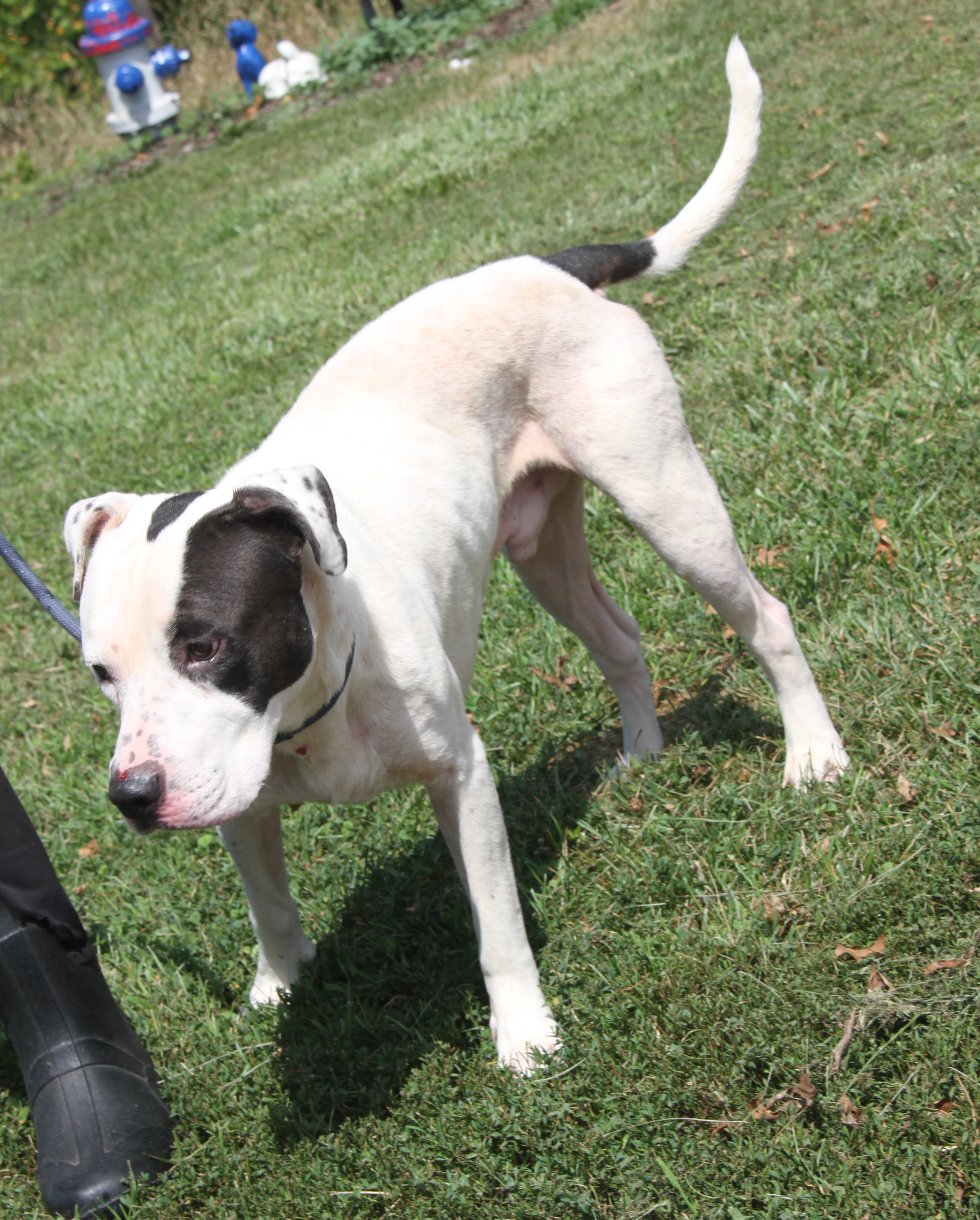 Enlarge Kenny (Neutered), a Adoptable mixed breed in Marietta, OH image 3/6