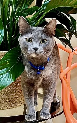 Daisy, a Adoptable Domestic Short Hair in Columbia, SC image 1/3