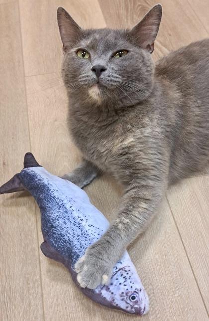 Daisy, Adoptable, Young Female Domestic Short Hair & Domestic Short Hair.