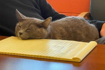 Daisy, a Adoptable Domestic Short Hair image 2/2