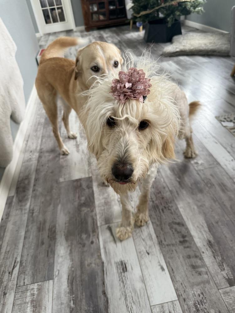 Babe3, Adoptable, Adult Female Goldendoodle.