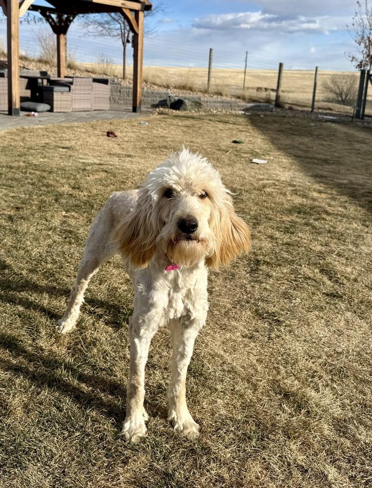 Enlarge Babe3, a Adoptable mixed breed in Littleton, CO image 5/6