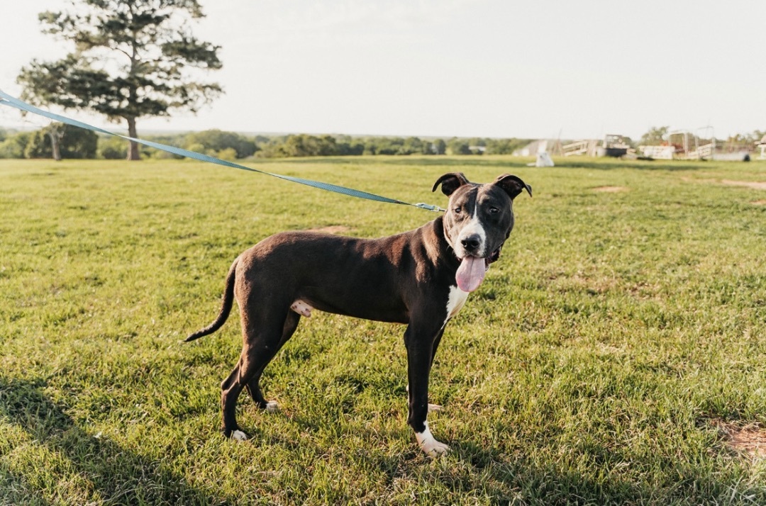 Denver, a Adoptable mixed breed in Highland Mills , NY image 4/6