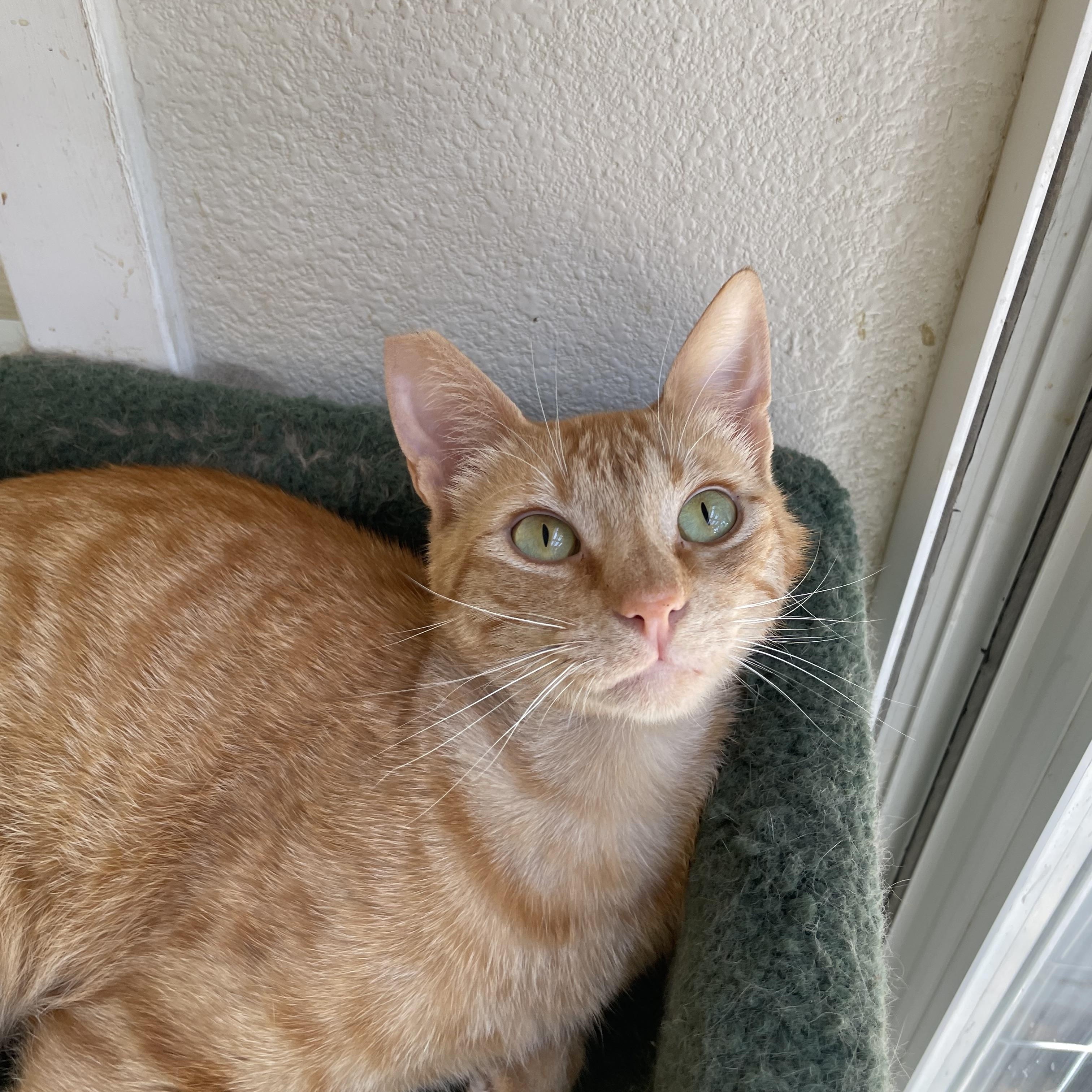 Enlarge Peter, a ADOPTABLE mixed breed in Hollister, CA image 3/6