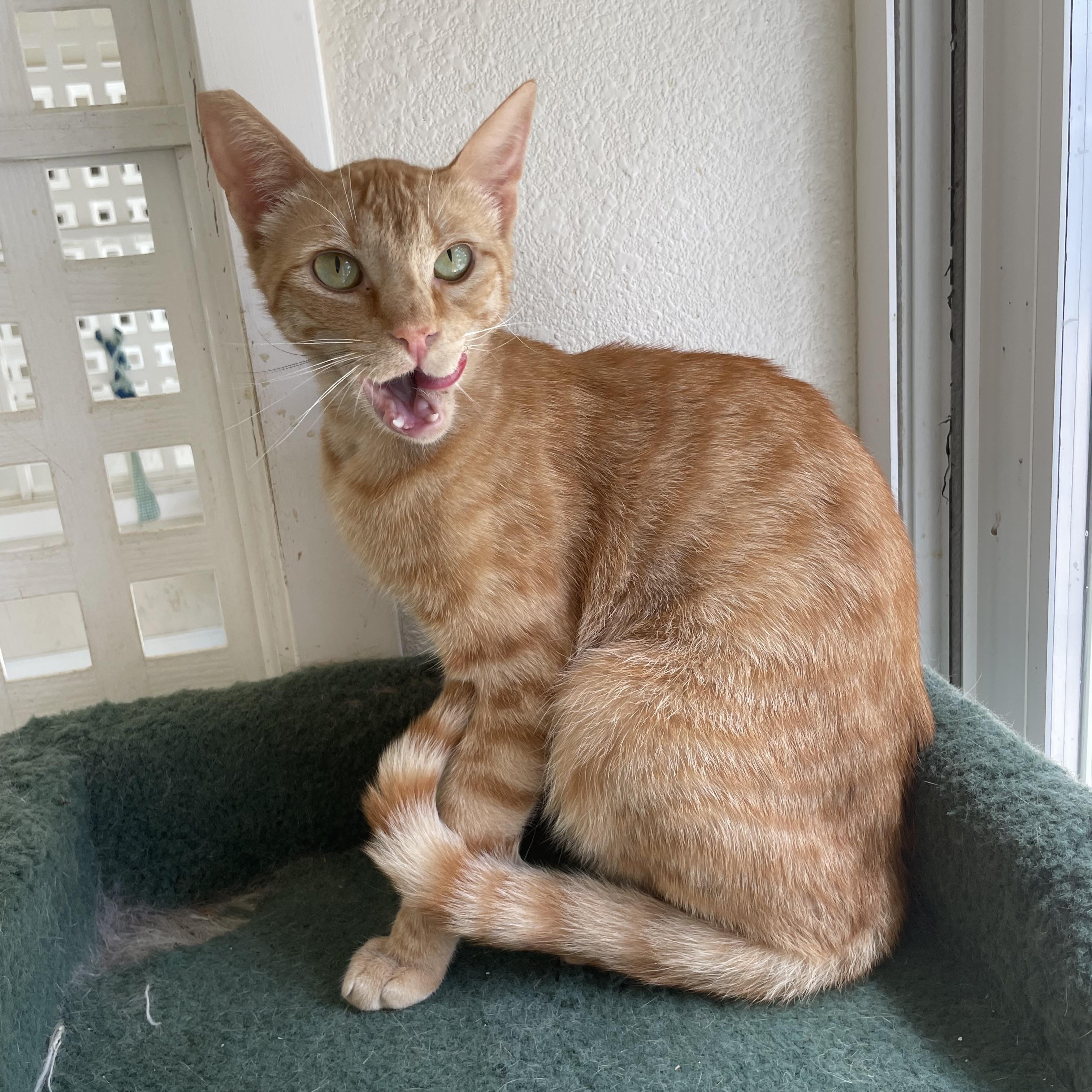 Enlarge Peter, a ADOPTABLE mixed breed in Hollister, CA image 6/6