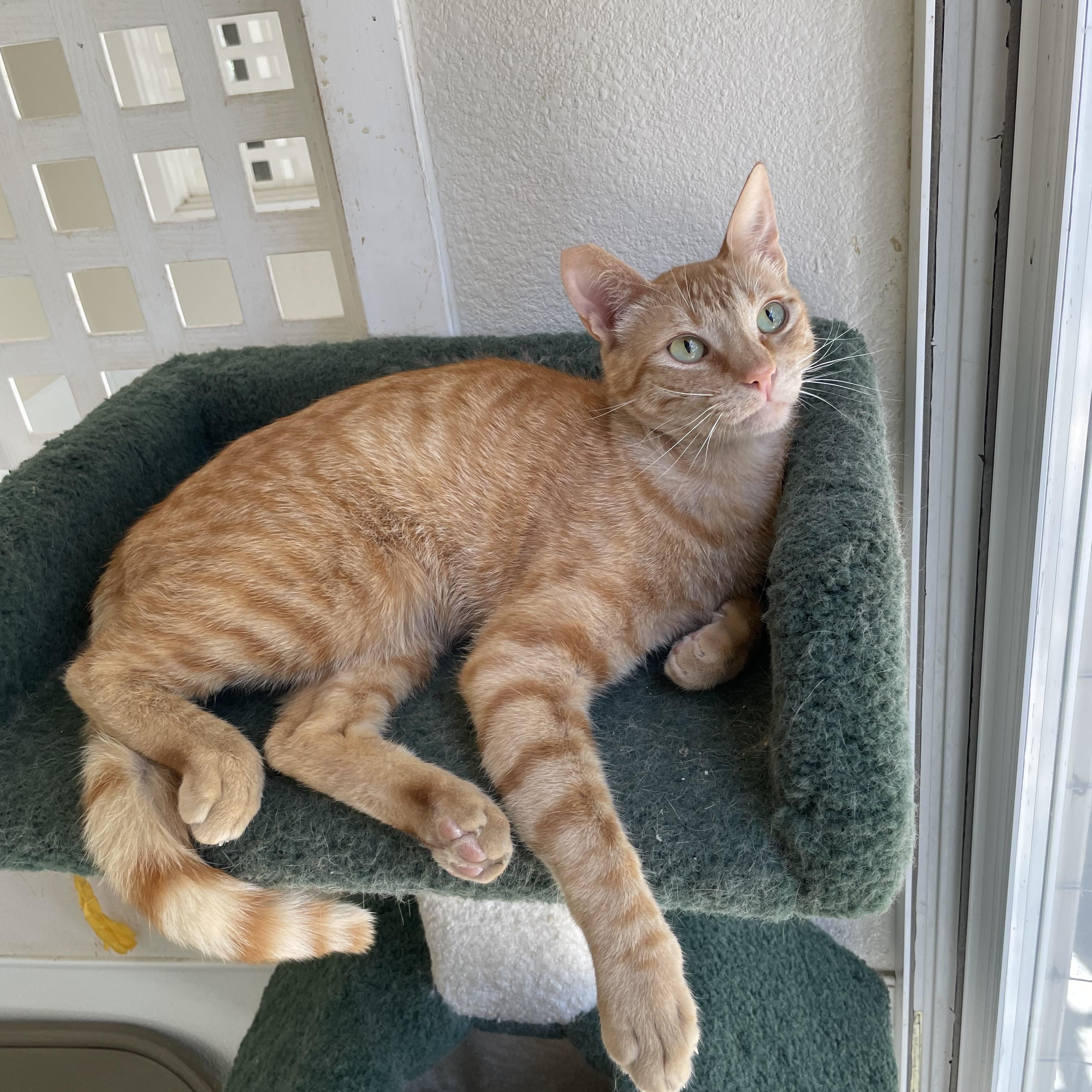 Enlarge Peter, a ADOPTABLE mixed breed in Hollister, CA image 1/6