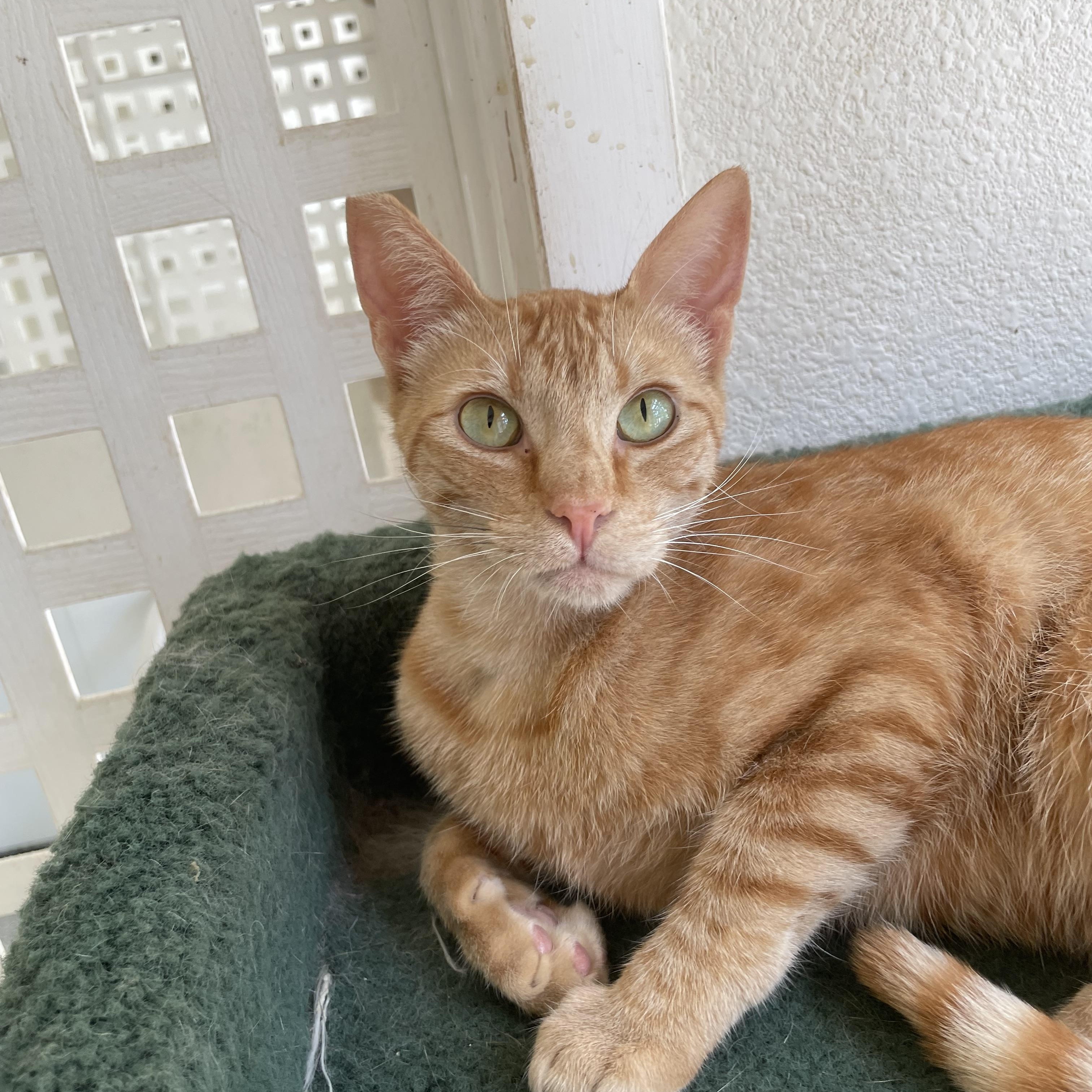 Enlarge Peter, a ADOPTABLE mixed breed in Hollister, CA image 5/6
