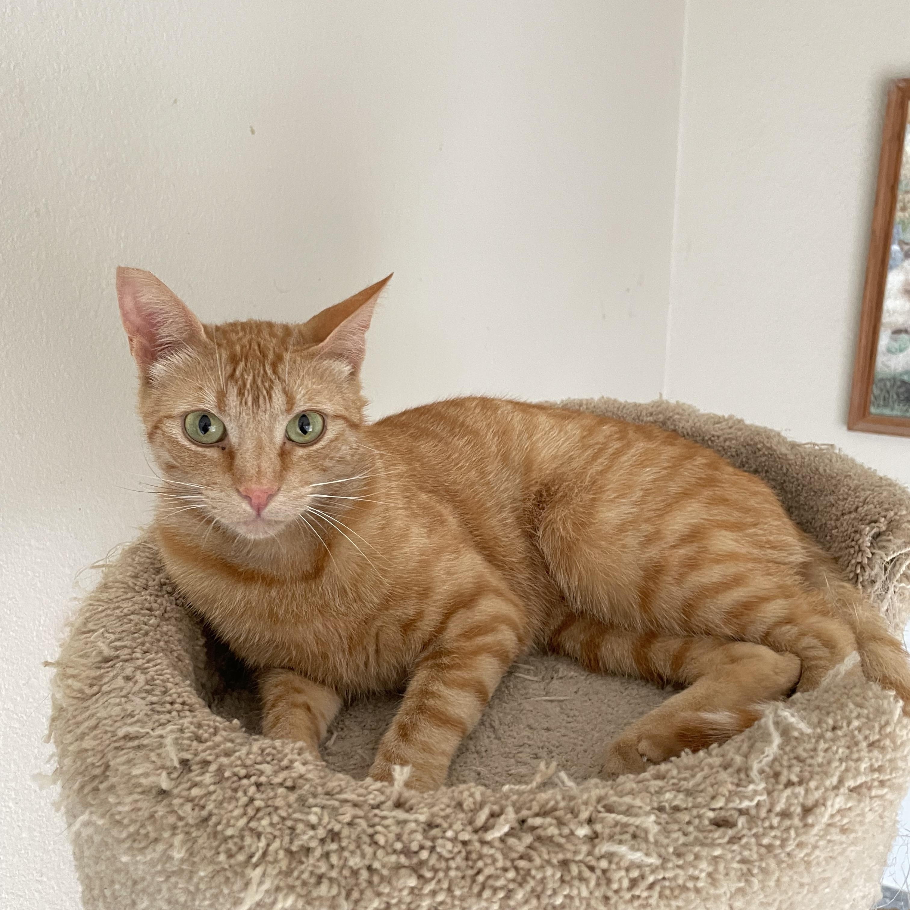 Enlarge Peter, a ADOPTABLE mixed breed in Hollister, CA image 4/6