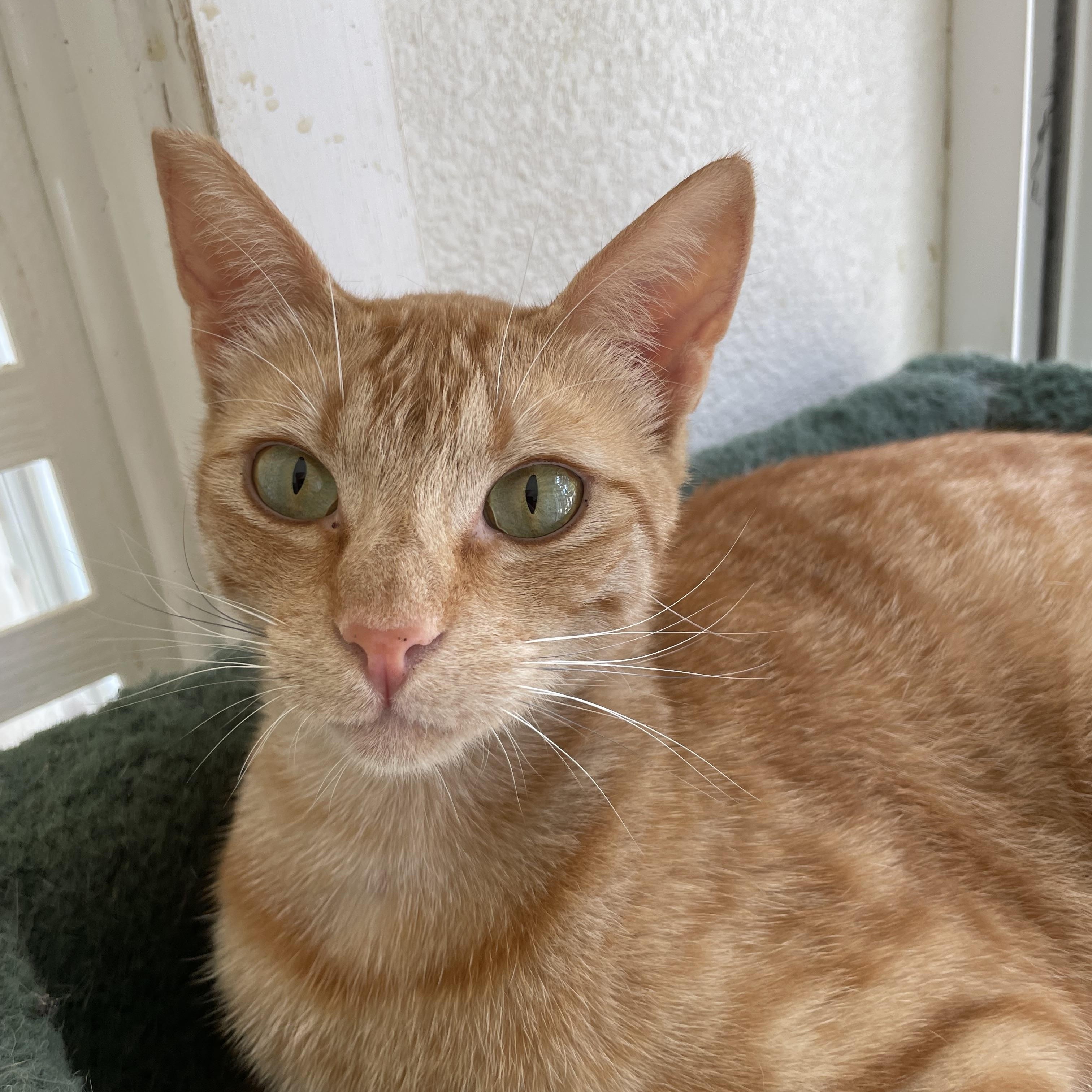 Enlarge Peter, a ADOPTABLE mixed breed in Hollister, CA image 2/6
