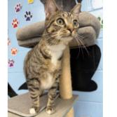 Delilah, Adoptable, Young Female Domestic Short Hair.