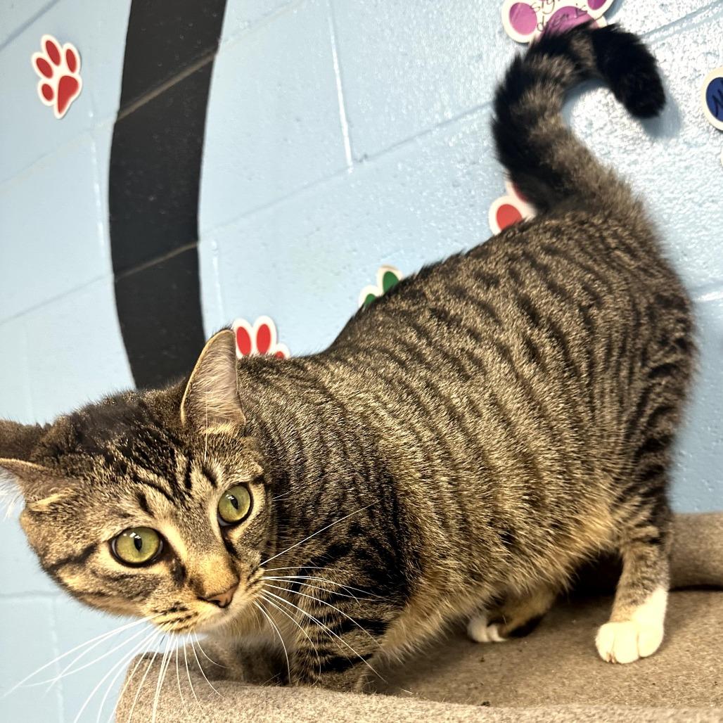 Enlarge Delilah, a Adoptable Domestic Short Hair in Tallahassee, FL image 2/3