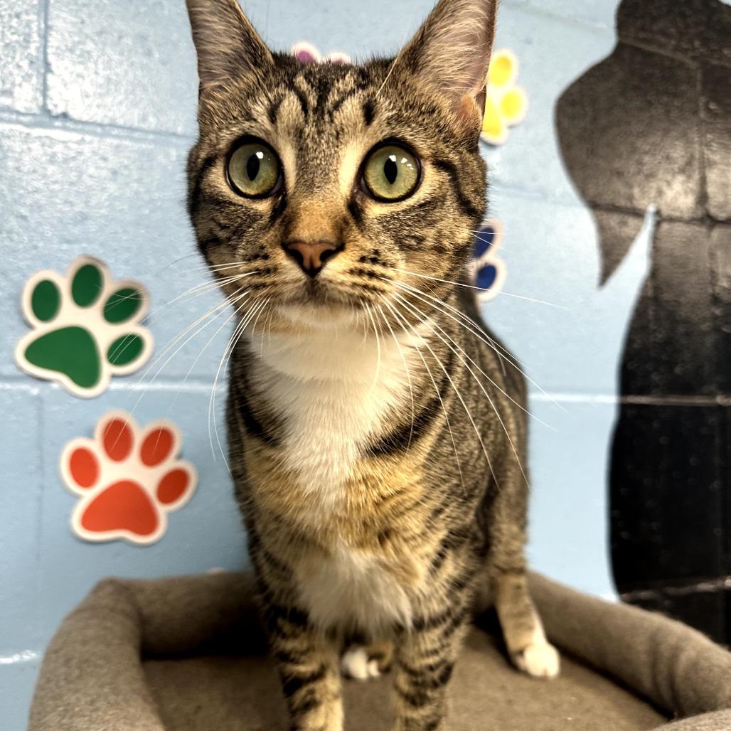 Enlarge Delilah, a Adoptable Domestic Short Hair in Tallahassee, FL image 3/3