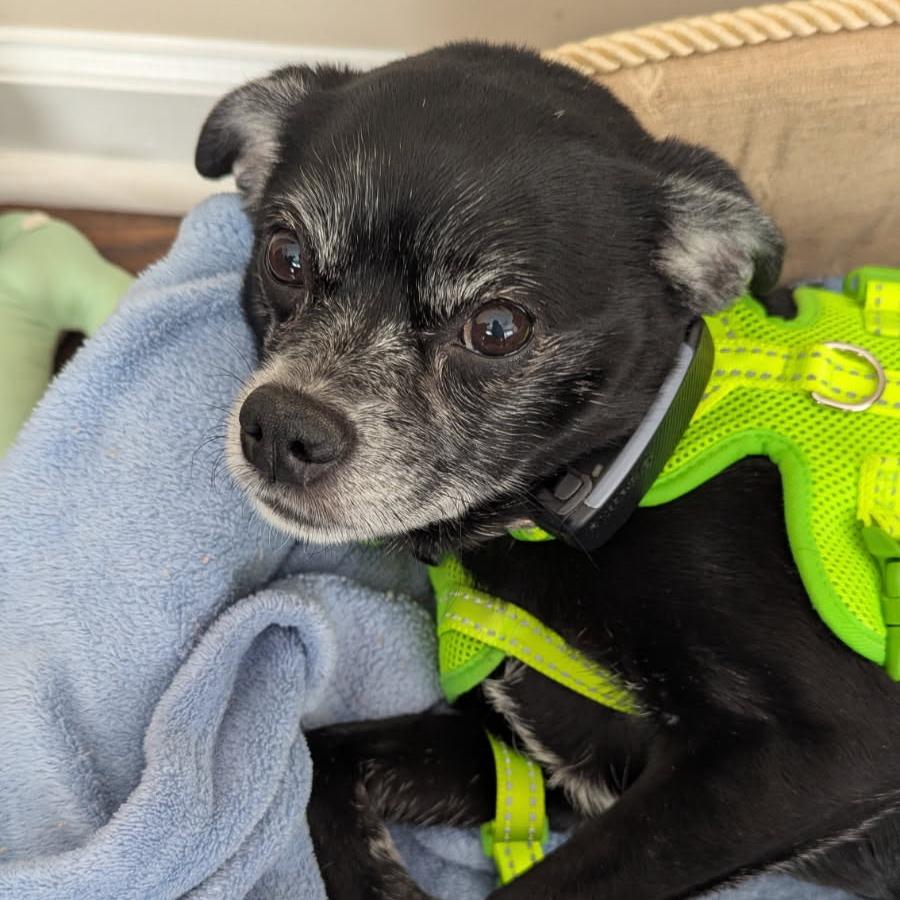 Enlarge Daisy, a Adoptable Chihuahua in Greenville, SC image 1/6