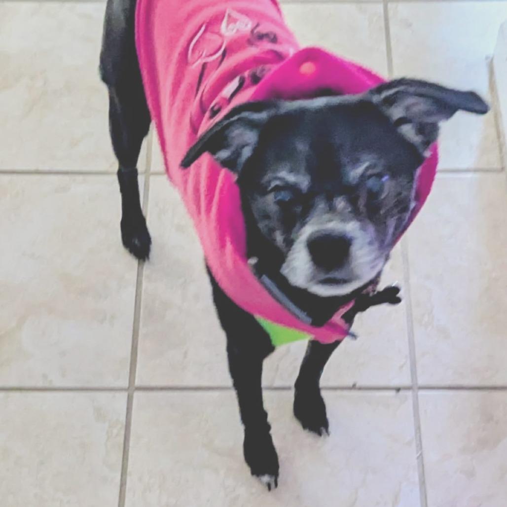 Enlarge Daisy, a Adoptable Chihuahua in Greenville, SC image 2/6