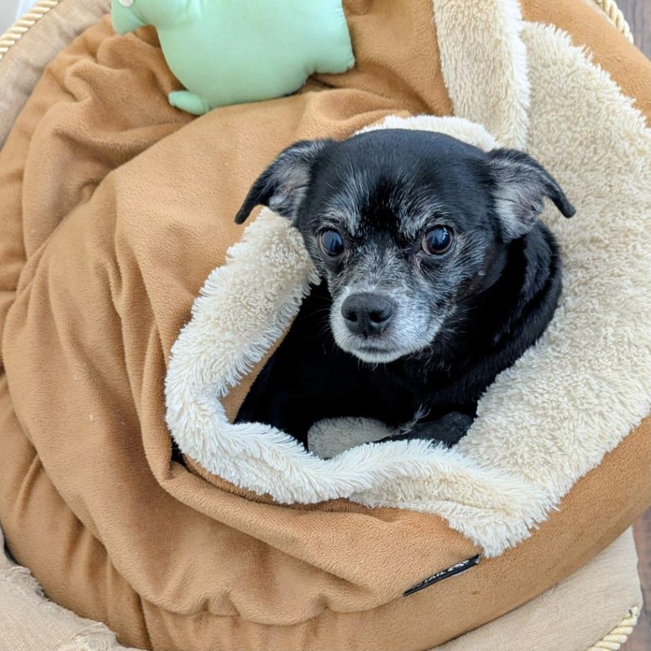 Enlarge Daisy, a Adoptable Chihuahua in Greenville, SC image 3/6