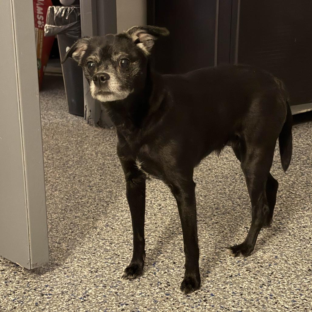 Enlarge Daisy, a Adoptable Chihuahua in Greenville, SC image 4/6