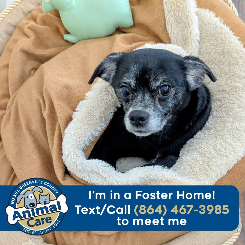 Enlarge Daisy, a Adoptable Chihuahua in Greenville, SC image 5/6
