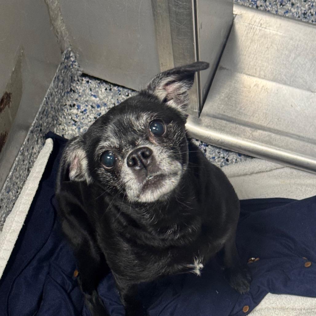 Enlarge Daisy, a Adoptable Chihuahua in Greenville, SC image 6/6