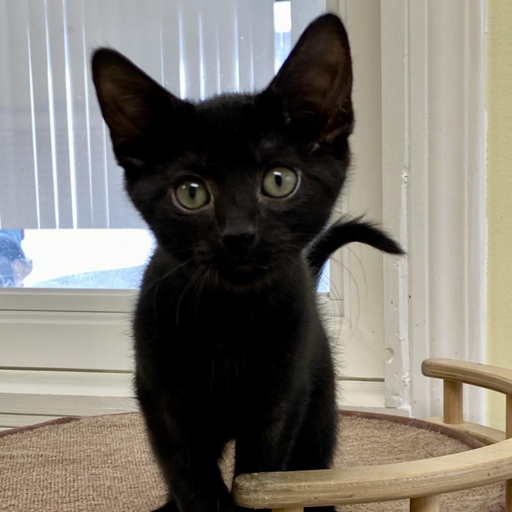 Enlarge Joey, a Adoptable Domestic Short Hair in Greensboro, GA image 1/5