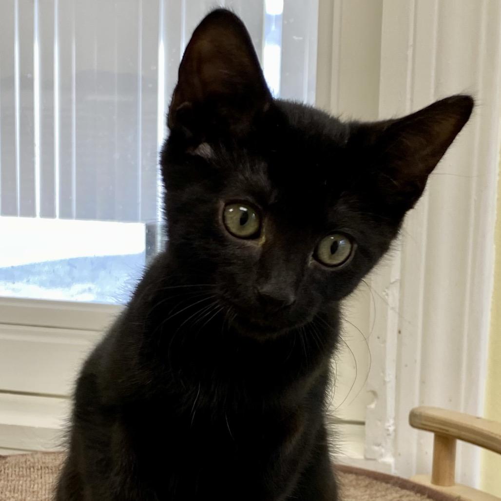 Enlarge Joey, a Adoptable Domestic Short Hair in Greensboro, GA image 2/5