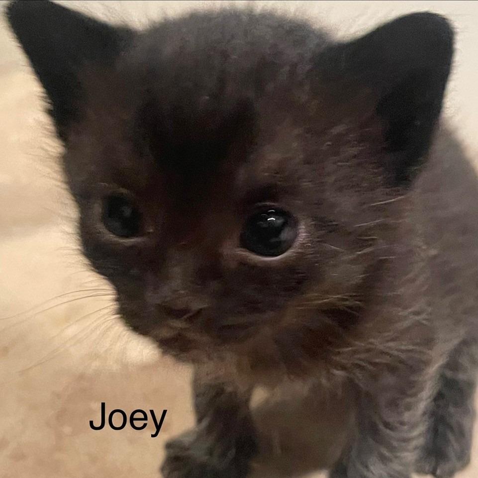 Joey, Adoptable, Kitten Male Domestic Short Hair.