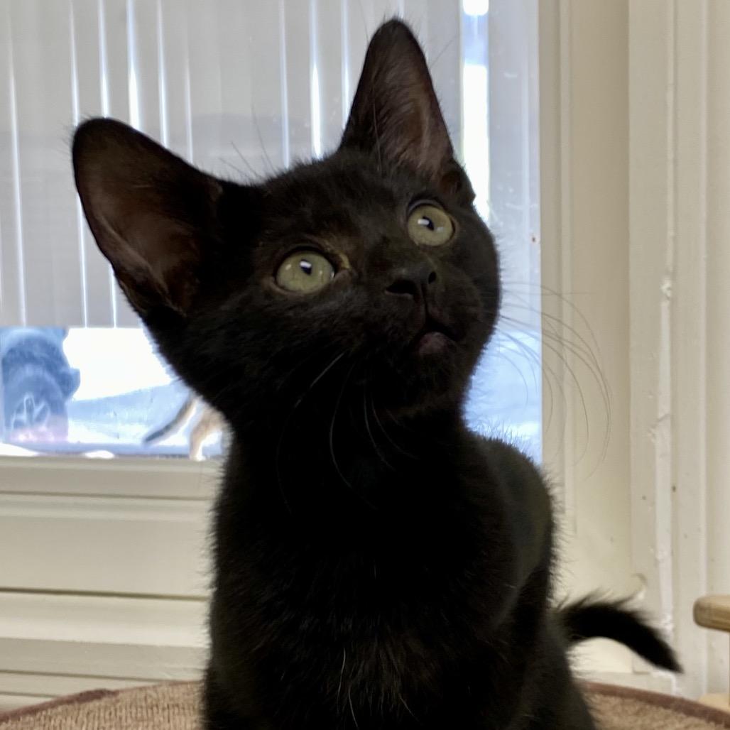 Enlarge Joey, a Adoptable Domestic Short Hair in Greensboro, GA image 4/5