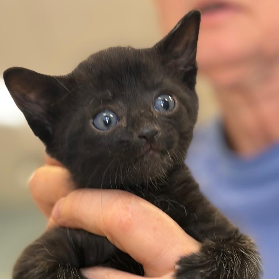 Enlarge Joey, a Adoptable Domestic Short Hair in Greensboro, GA image 2/2