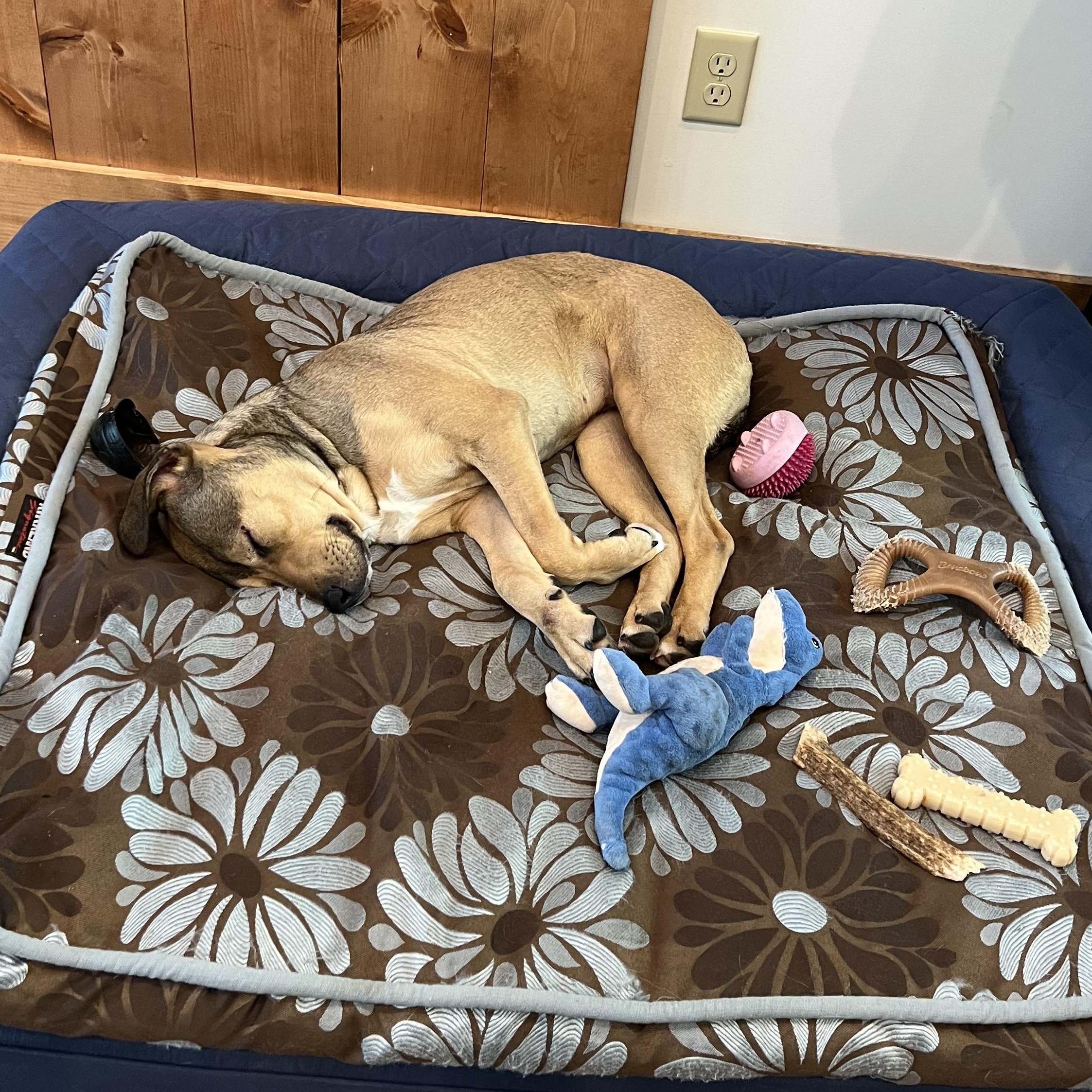 Rainey , a ADOPTABLE mixed breed in Cedar Mountain, NC image 3/6
