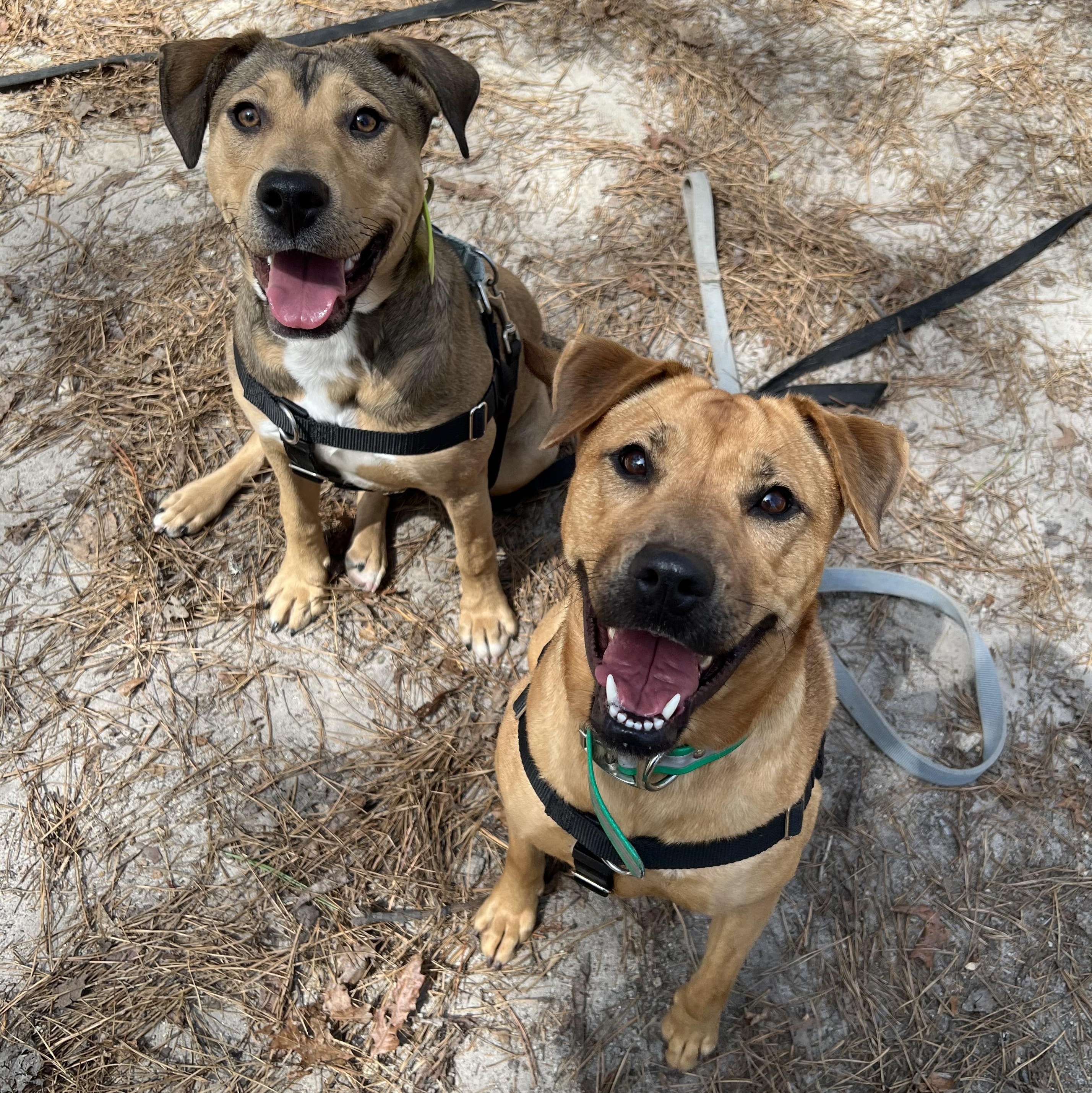 Enlarge Rainey , a ADOPTABLE mixed breed in Cedar Mountain, NC image 5/6