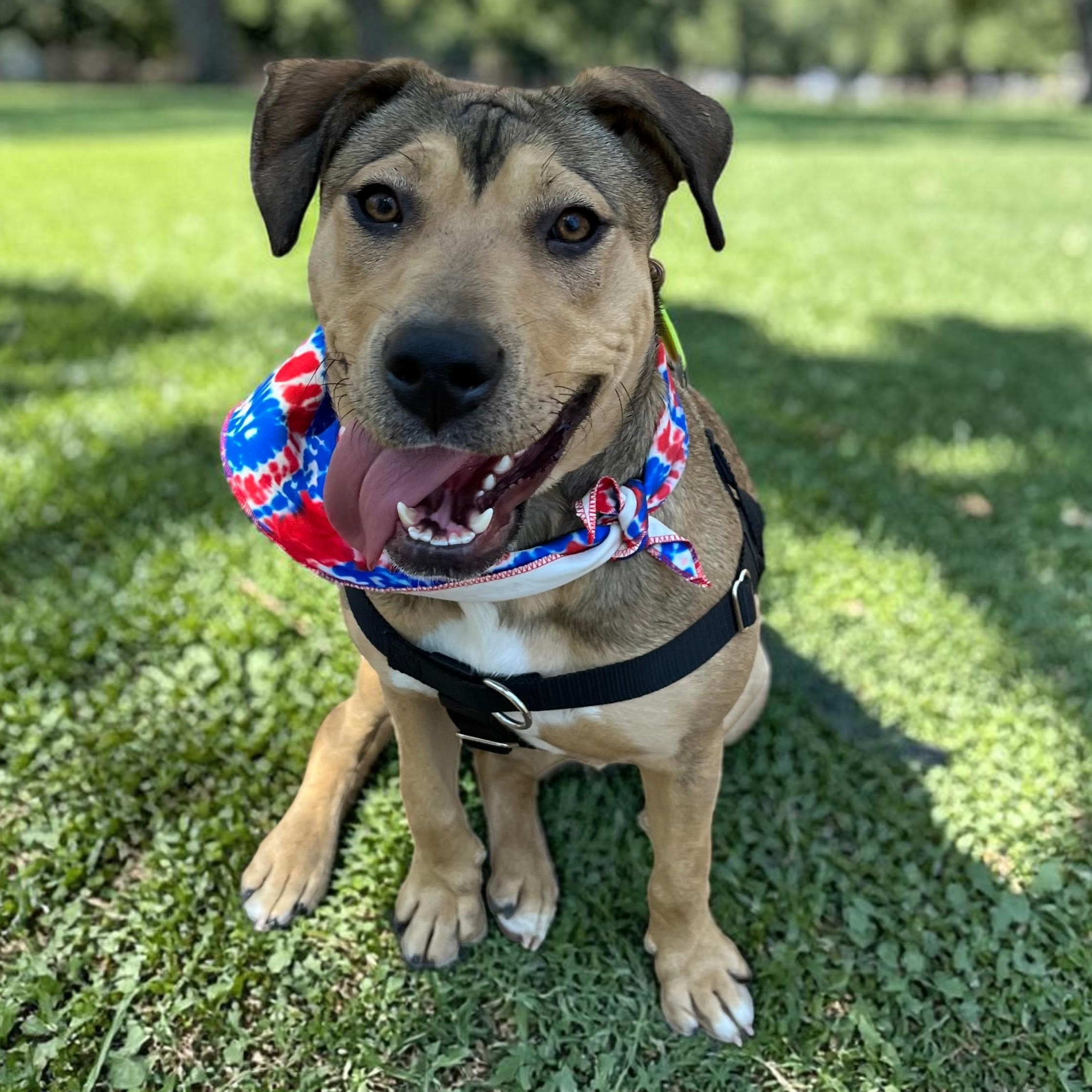 Enlarge Rainey , a ADOPTABLE mixed breed in Cedar Mountain, NC image 6/6