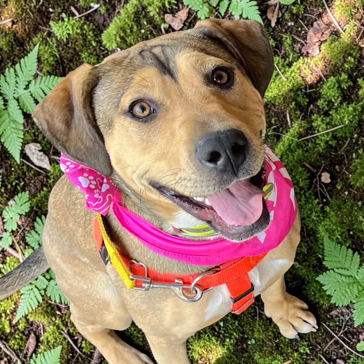 Enlarge Rainey , an adopted mixed breed in Cedar Mountain, NC image 3/6