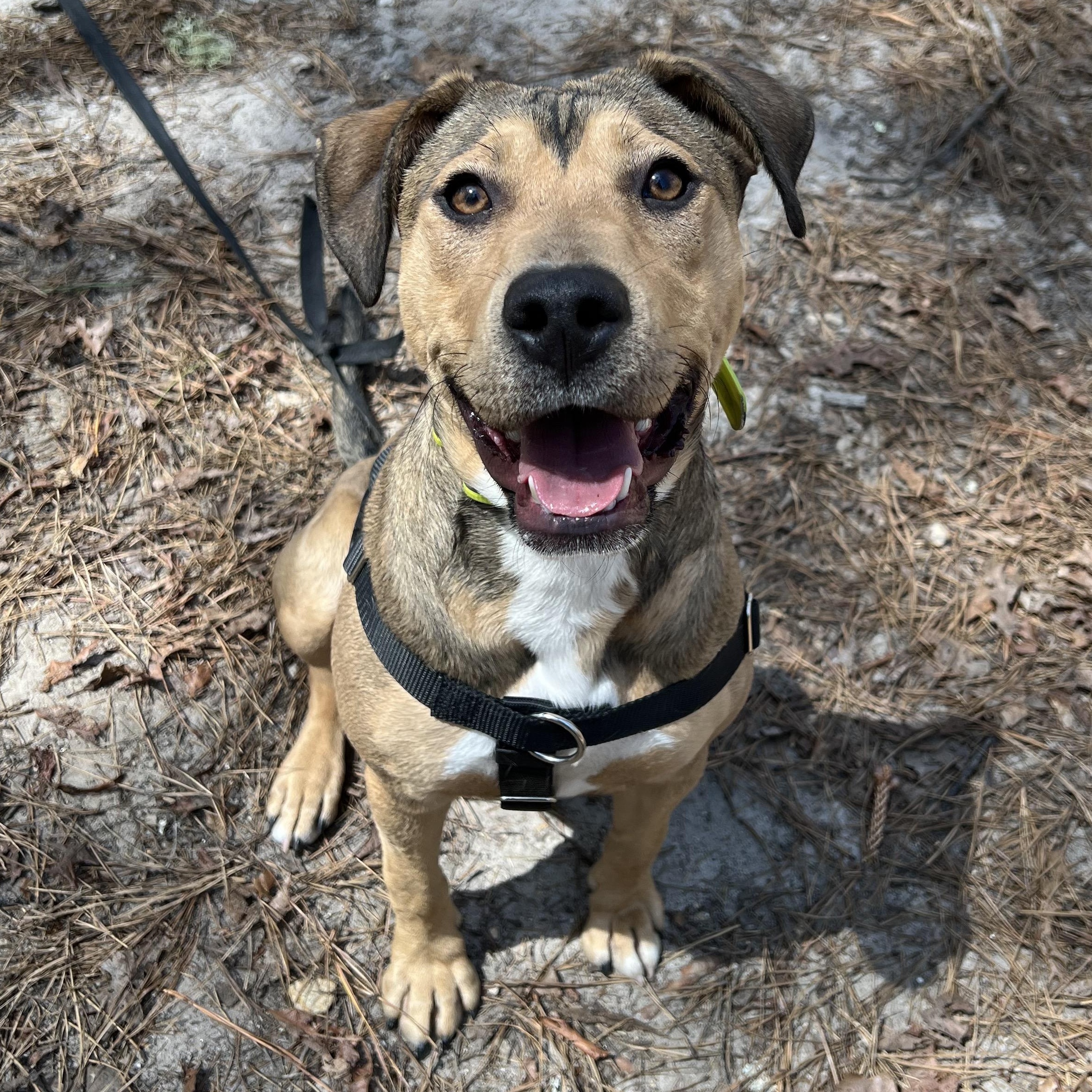 Enlarge Rainey , a ADOPTABLE mixed breed in Cedar Mountain, NC image 3/6