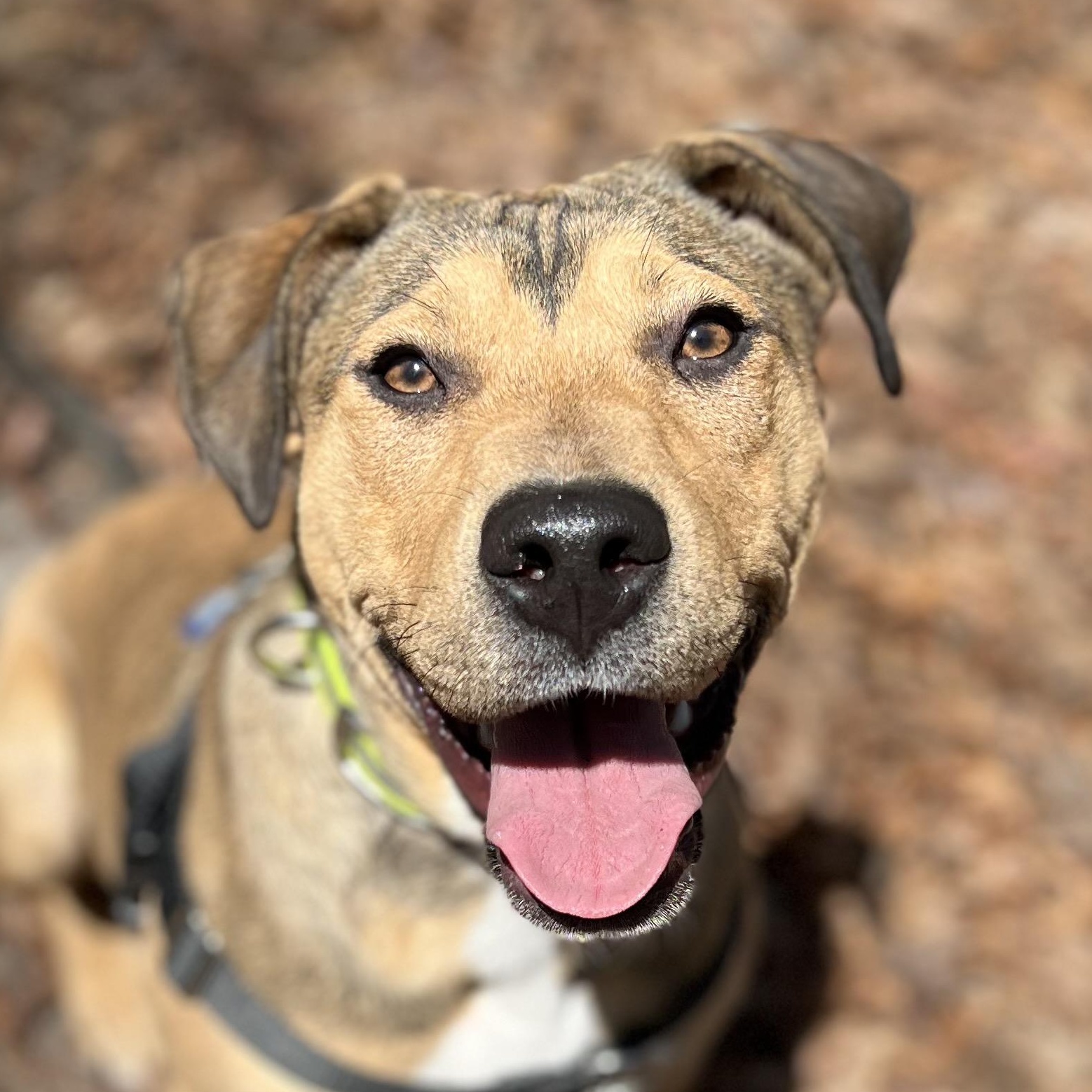 Rainey , a ADOPTABLE mixed breed in Cedar Mountain, NC image 1/6