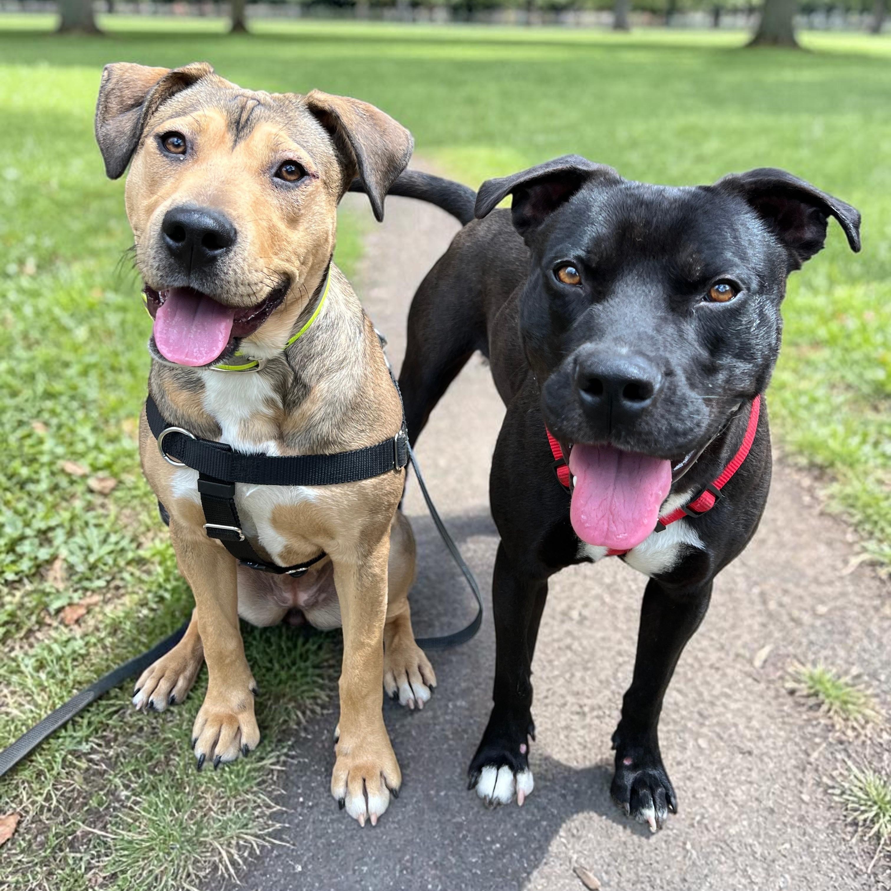 Rainey , a ADOPTABLE mixed breed in Cedar Mountain, NC image 2/6