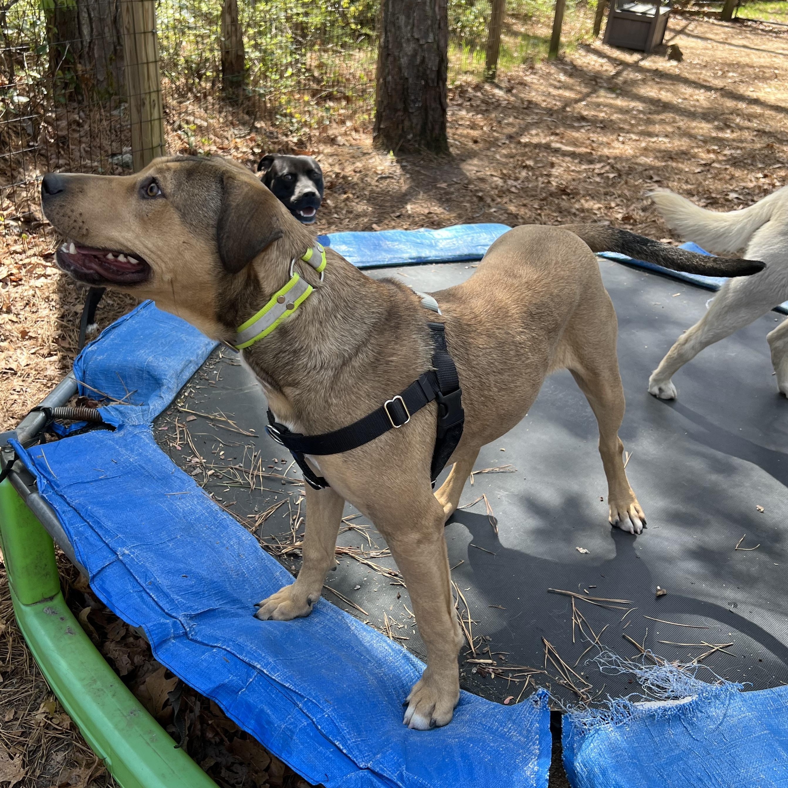 Enlarge Rainey , a ADOPTABLE mixed breed in Cedar Mountain, NC image 2/6