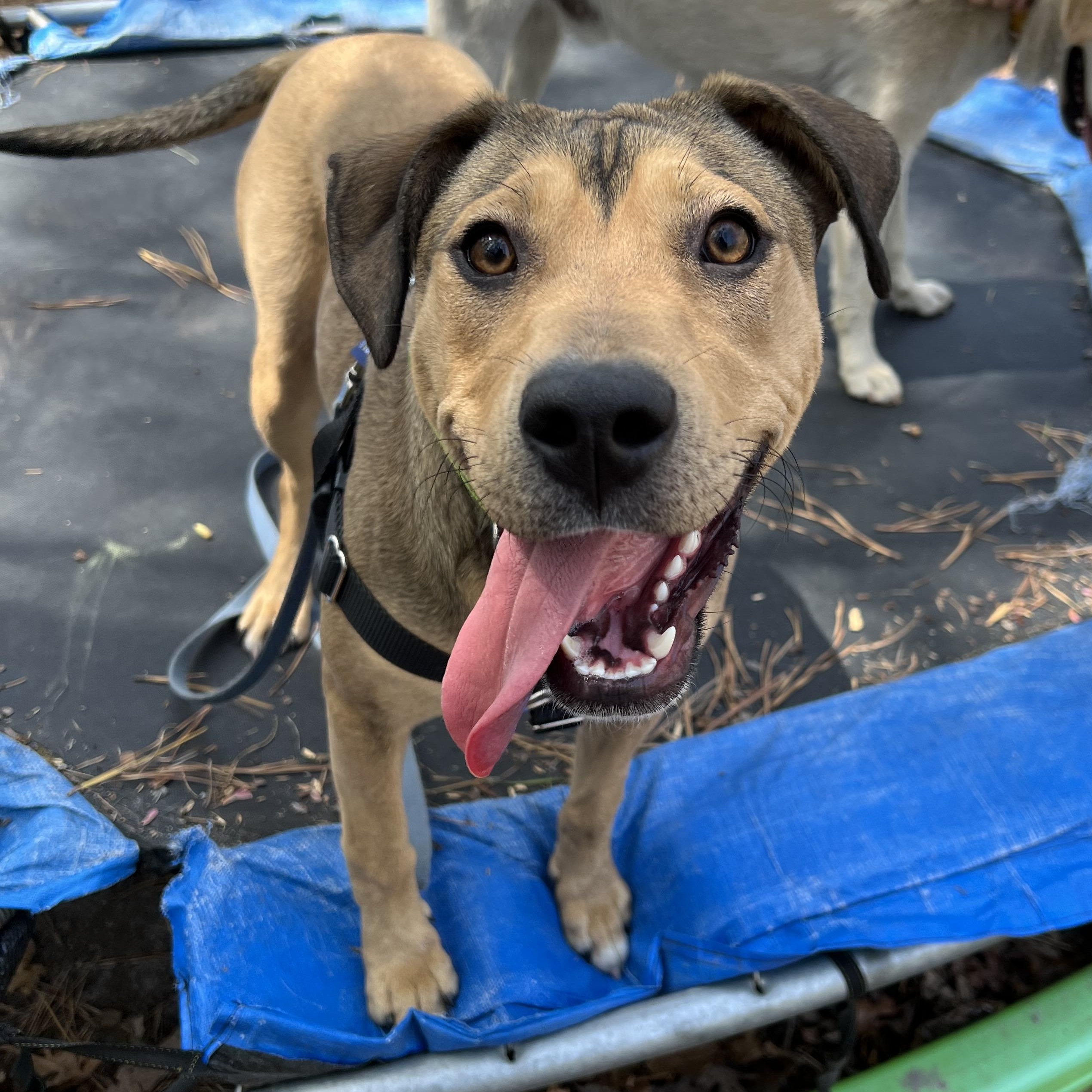 Enlarge Rainey , a ADOPTABLE mixed breed in Cedar Mountain, NC image 4/6